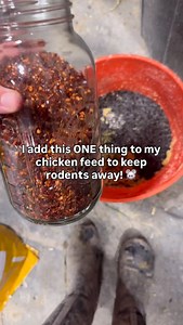 Red pepper flakes are one of my favorite cheap and easy chicken feed add-ins 🌶️ 🐭Not only do they benefit your flock—but mice and rats HATE it, so it’s a simple way to make your feed less appealing to pests. It’s like a 2 for 1 deal. Natural pest control that has awesome benefits for your flock!! It’s a win win 🏆 Why I add red pepper flakes to my chicken feed: ✅ Rodent deterrent – rodents can taste the heat, chickens can’t (so pests are less likely to steal feed) ✅ Brighter yolks – natural pi