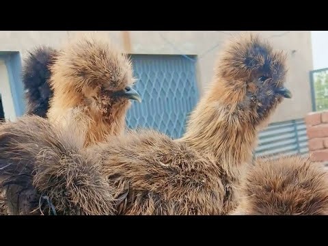 The Best Chicken Breeds For Homesteading