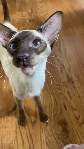 Expressive Siamese Cat Meowing Compilation