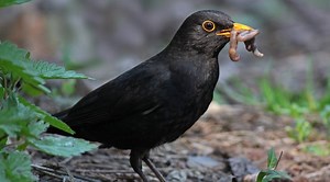 10 spännande fakta om koltrasten – Sveriges mest älskade fågel - Vi i Villa