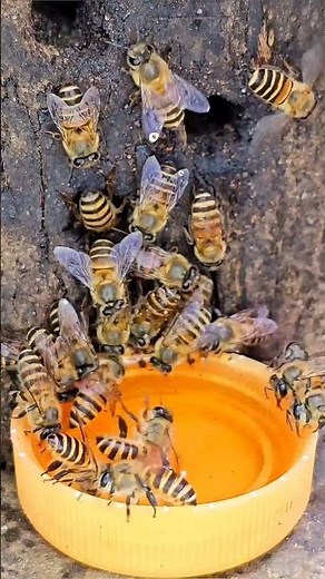 Busy Bees Collecting Nature's Sweet Treasure