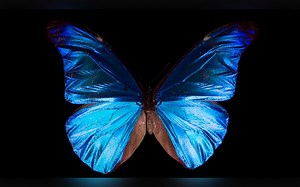 Deep Look 双语字幕 | 是什么赋予了闪蝶绚丽的蓝色翅膀