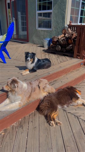 With the sun back out, sunbathing on the deck is the way to go! A few minutes in the sun does more than warm their fur- natural light plays a role in bone development, hormones, mood, and overall well-being! ☀️🥰🐾 #KnowYourDog #puppytrainingtips #australianshepherd #fblifestyle | Central Coast Duo Aussies