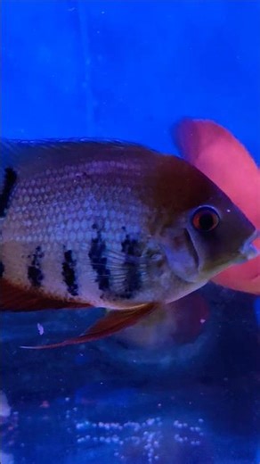 Beautiful Rotkeil Severum Fish in Aquarium 😍 | Red Shoulder Cichlid#RotkeilSeverum #SeverumCichlid