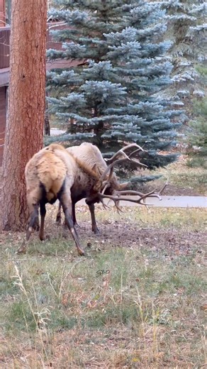 7.3K views · 2.3K reactions | What do you think they’re saying to each other while they’re sparring? #Photography #wildlife #nature #colorado #goodbull #elk #bullelk #wapiti #fblifestyle | Good Bull Outdoors | Facebook