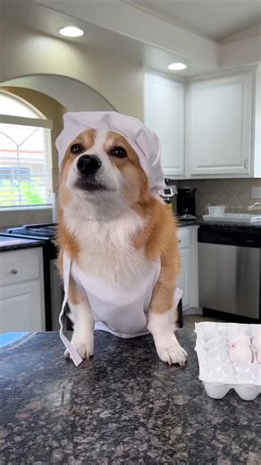 My dog tried cooking! #cooking #corgi #funny | Hammy & Olivia