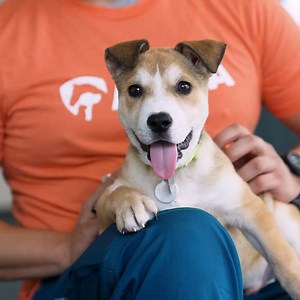 Shelters are full, but just one pet’s adoption transforms the lives of many. Use our Shelter Finder to locate adoptable pets near you! | ASPCA