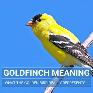 American Goldfinch Symbolism: Spiritual Meaning & Significance