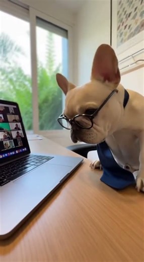 🐕💼 Perro en Reunión de Zoom Termina Fatal