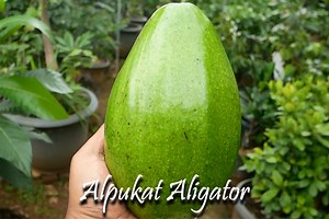 Jual Bibit Alpukat Aligator 1 Meter UP – Buah Besar dan Genjah