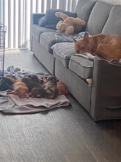 When your a mama who understood the assignment 🐶 #dogmom #puppylife #trendingvideo #assignmentunderstood