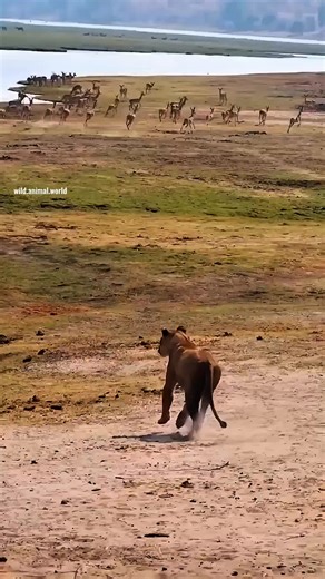 Leopard and Lion Interaction in the Wild