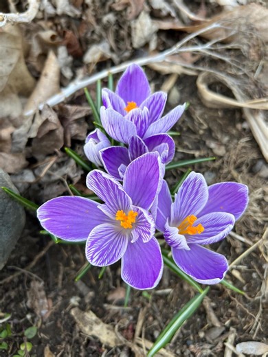 Purple Crocus Flower With White Stripes , Perennial Spring Plants for Your Garden, Easy to Grow Perennial, Booming Flowers in Early Spring - Etsy