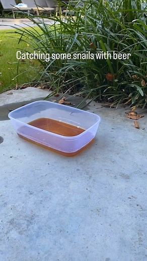 778K views · 2.8K reactions | Documenting the entire process of growing green onions for the first time, making it easy to enjoy an abundance of fresh green onions #HowToGrowGreenOnionsAtHome #GardeningTips #VegetableGrowing #GreenOnions | The Green Corner | Facebook