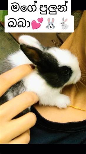 sweety baby rabbit 💕🐰🐇#eveyone #bunnys #viraltiktok #bunny #typ