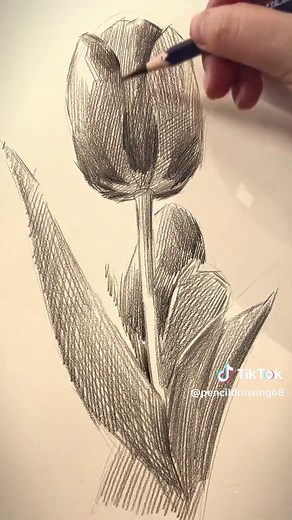 How to Draw Realistic Tulips with Pencil | Step-by-Step Tutorial