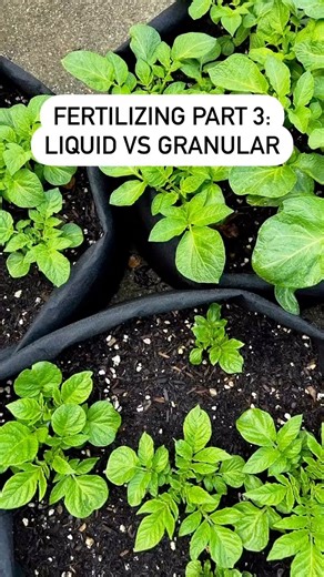 7.9K views · 27 reactions | Fertilizing Part 3. Liquid vs Granular...