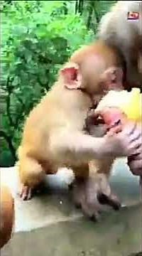 cruel monkey killed baby monkey | baby monkey fight for food |