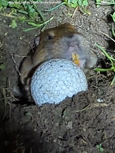 Gopher Bloopers: Real Life Caddyshack Moment on a San Diego Golf Course