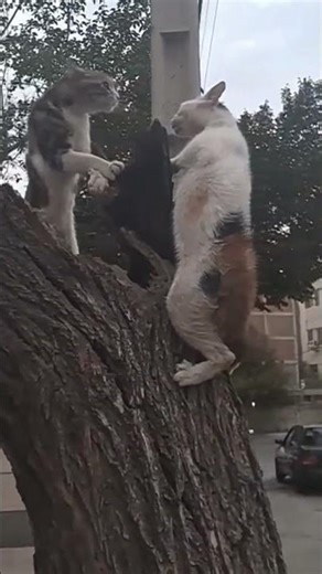 High-Level Meeting: Feline Talks Only#cat #funny