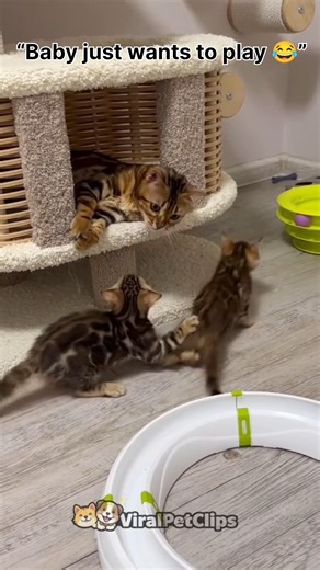 Cat & Kitten Adorable Moments You’ll Love ❤️😺 #shorts #cat #cute #kitten #pets