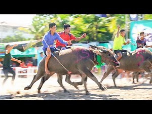 Drag Racing Buffalos in Thailand