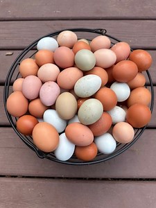 June 2025 Egg Collecting 🌈🥚 | Laux Family Farm LLC