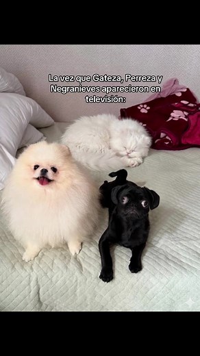 Celebrities and Humor: Gateza, Perreza, and Negranieves