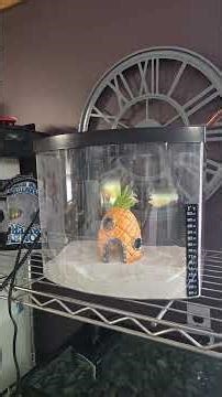 SpongeBob Square Pants Aquarium #spongebob #aquarium #fishtank #free
