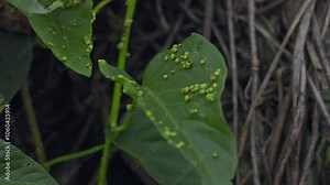 A close-up shot of Eriophyes mites or blister mites forming galls on leaves
