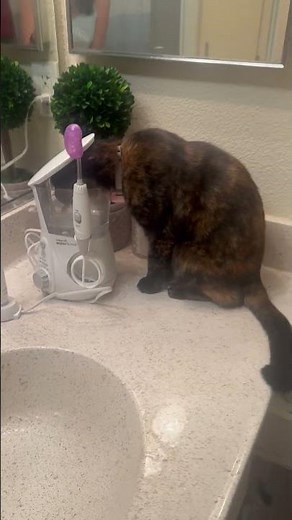 Caught My Cat Drinking From My Water Flosser || ViralHog