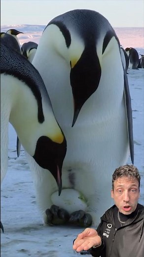 The Emperor Penguin is CRAZY