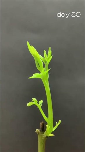 Growing Walnut Seed at Home 🪴 | Step-by-Step Timelapse