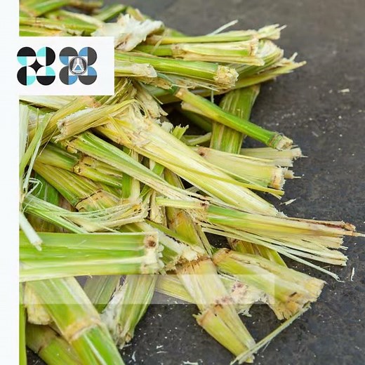 Sugarcane Bagasse Textile Processing with Fiber Pretreatment