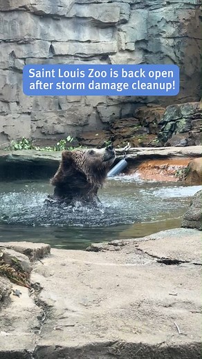 We're back open with lots of incredible animals to see as Zoo staff continues working hard to clear debris from Friday's storm. Friday's EF-3 tornado swept through a section of Forest Park. The Zoo was right outside the tornado's path, but we still saw powerful winds that downed hundreds of trees. Some 10,000 guests were at the Zoo that day, but thankfully no animals or people were hurt. Animals have access again to most habitats, but we expect to reopen even more, including the River's Edge are
