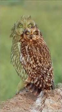 Short Eared Owl call habitat #rahul_chakraborty #birdspecies #birds #birdsong #wildlife