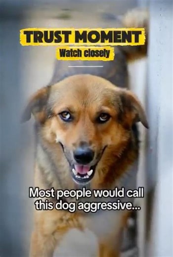 He’s Not Aggressive, He’s Afraid | Dog Body Language Explained #Dogs #AnimalBehavior #StreetDog