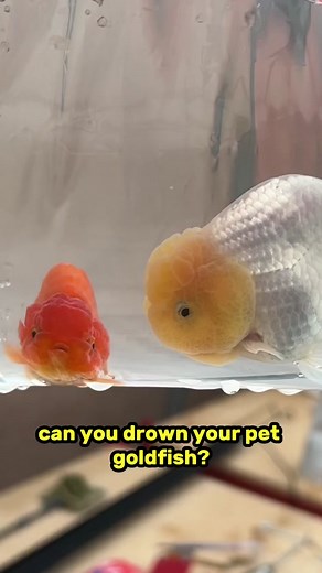 Suffocating Your Goldfish: The Dangers of Overusing Water Conditioners