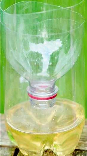 Catching Wasps with Sugar Water & Vinegar