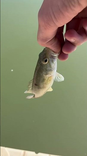 Quality Fish Releases