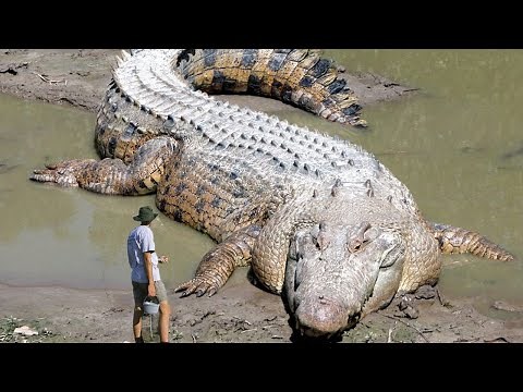 10 Biggest Crocodiles Ever Found