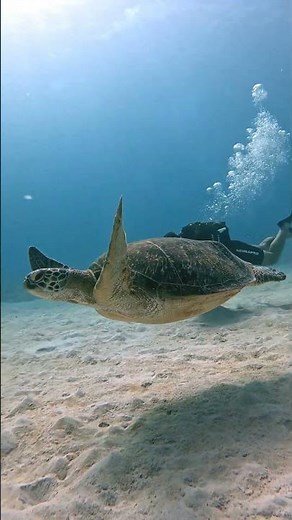 Green turtle