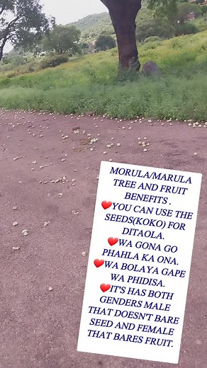 Marula Tree: Spiritual Symbolism and African Spirituality