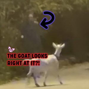 40K views · 1.4K reactions | What Was This Goat Looking At?! | Slapped Ham | Facebook