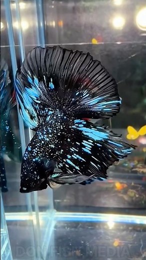 Black & Blue Alien HMPK Betta | Stunning Close-Up 🖤💙 #bettafish #fish #ornamentalfish