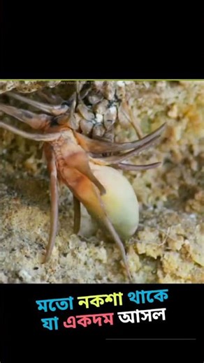 Short Fact: Spider-tailed Horned Viper – The Snake That Uses a Fake Spider to Hunt! 🐍🕷️ | #shorts
