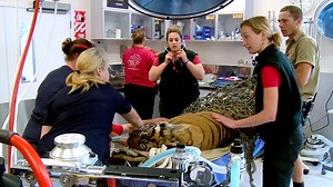 The Animal Files - First Episode | Television | NZ On Screen