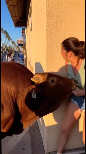 Mad cow disease bit a woman and caused panic on the streets of California | Viral Frames
