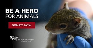 75K views · 9.4K reactions | Large or small. Domestic or wild... Together, we can rescue and protect more animals in desperate need. Please make a monthly gift to help support this lifesaving work year-round. | Humane World for Animals | Facebook