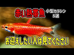 That's right! Let's keep red tropical fish! 5 selections [Beautiful small characins]